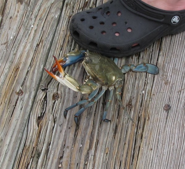 2010-07-28 - Blue Crab
