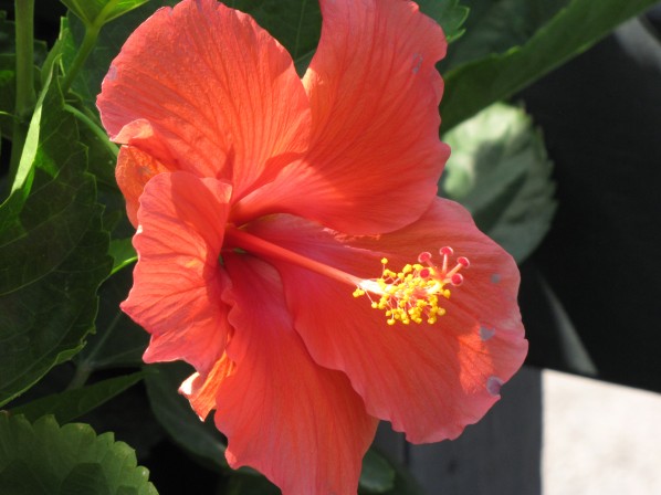 2010-07-28 - Flower