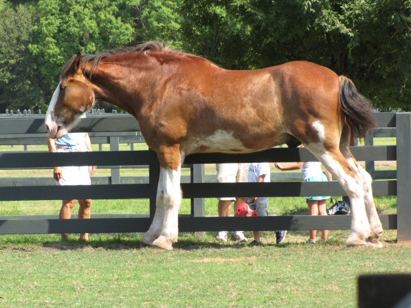2010-07-28 - Horse