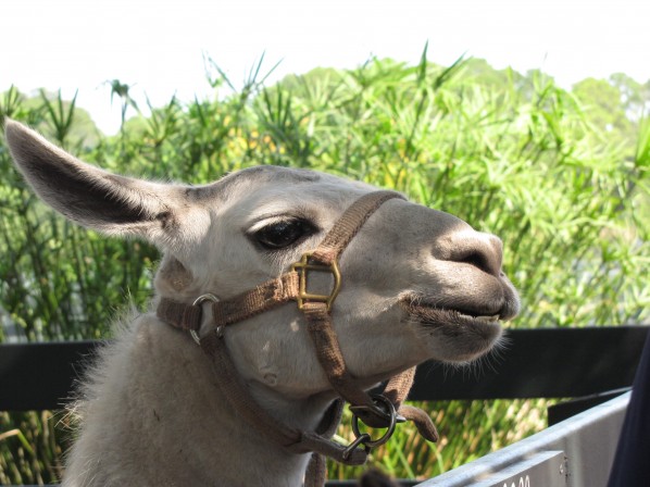 2010-07-28 - Llama