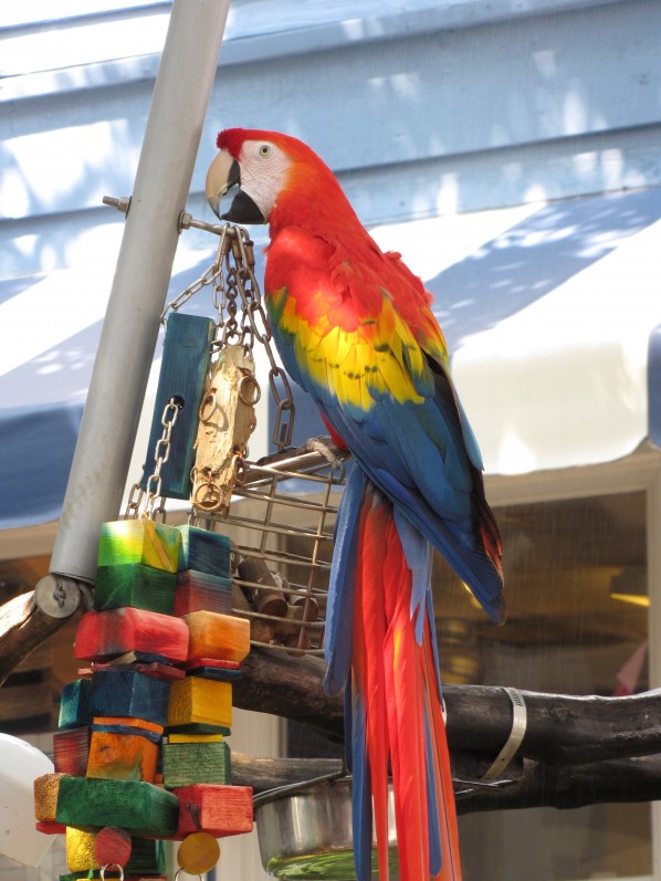 2010-07-28 - Macaw