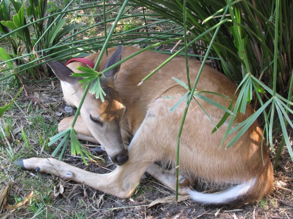 2010-08-01 - Baby Deer