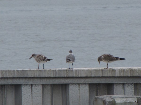 2010-08-01 - Birds Dancing