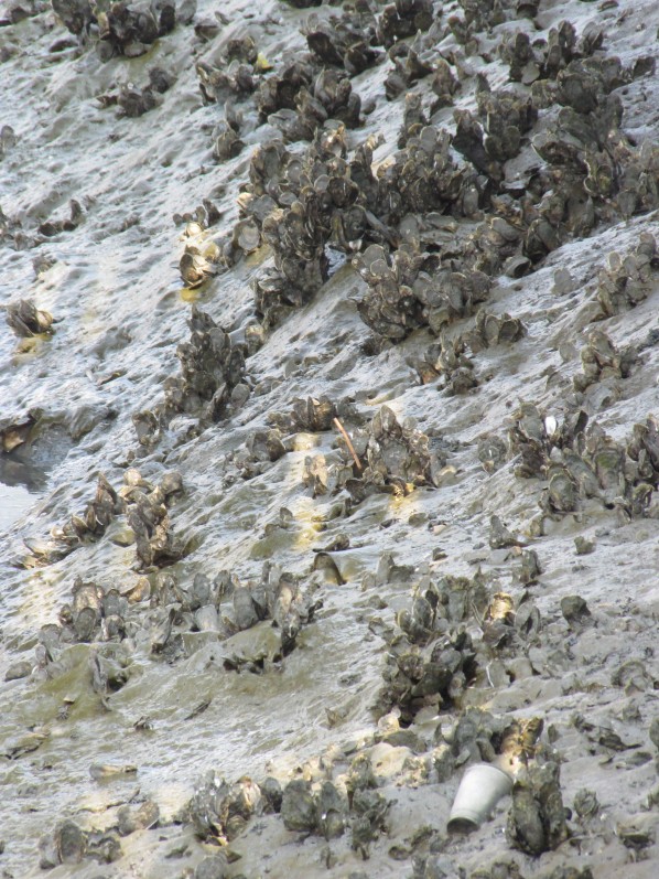 2010-08-01 - Oysters