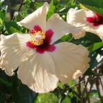 Beautiful Flowers 3 Beautiful Flowers 3