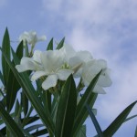 Beautiful Flowers 1 Beautiful Flowers 1