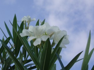Beautiful Flowers 1 Beautiful Flowers 1