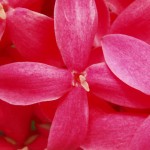 Beautiful Flowers 2 Beautiful Flowers 2